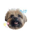 イウォーク犬アグと妹ルブ（個別スタンプ：18）