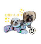 イウォーク犬アグと妹ルブ（個別スタンプ：21）
