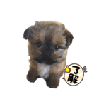 イウォーク犬アグと妹ルブ（個別スタンプ：24）