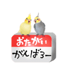 【オカメインコ】動く！ペットたち（個別スタンプ：16）