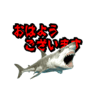 動く！サメ3D 敬語バージョン（個別スタンプ：1）