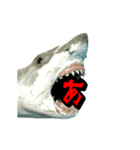 動く！サメ3D 敬語バージョン（個別スタンプ：2）