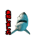 動く！サメ3D 敬語バージョン（個別スタンプ：4）