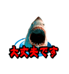動く！サメ3D 敬語バージョン（個別スタンプ：6）