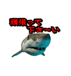 動く！サメ3D 敬語バージョン（個別スタンプ：11）