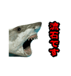 動く！サメ3D 敬語バージョン（個別スタンプ：14）