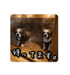 ととのうブルドッグ「サウナ犬ととブル」2（個別スタンプ：15）