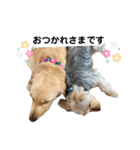 nico/shua/aoi（個別スタンプ：24）