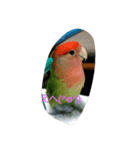 猫、インコと亀（個別スタンプ：1）