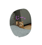 猫、インコと亀（個別スタンプ：5）