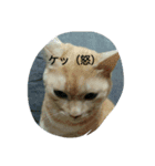 猫、インコと亀（個別スタンプ：6）