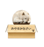 白柴…。（個別スタンプ：1）
