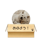 白柴…。（個別スタンプ：2）