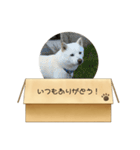 白柴…。（個別スタンプ：3）