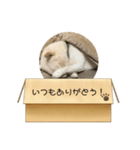 白柴…。（個別スタンプ：4）
