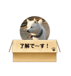 白柴…。（個別スタンプ：5）