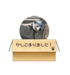 白柴…。（個別スタンプ：6）