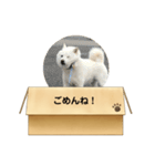 白柴…。（個別スタンプ：8）