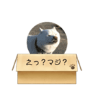 白柴…。（個別スタンプ：9）