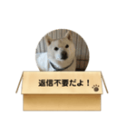 白柴…。（個別スタンプ：10）