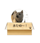 白柴…。（個別スタンプ：11）