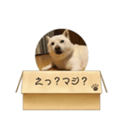白柴…。（個別スタンプ：12）