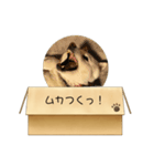 白柴…。（個別スタンプ：14）
