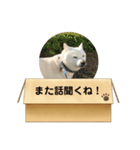 白柴…。（個別スタンプ：15）