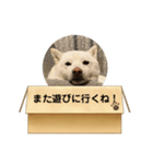 白柴…。（個別スタンプ：16）