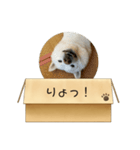 白柴…。（個別スタンプ：17）