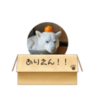 白柴…。（個別スタンプ：18）