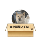 白柴…。（個別スタンプ：19）