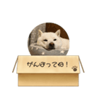 白柴…。（個別スタンプ：20）