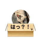 白柴…。（個別スタンプ：22）