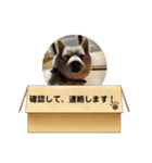白柴…。（個別スタンプ：23）