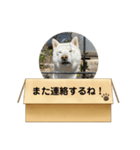 白柴…。（個別スタンプ：24）