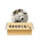 白柴…。（個別スタンプ：25）