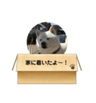白柴…。（個別スタンプ：26）
