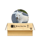 白柴…。（個別スタンプ：27）