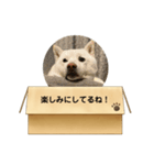 白柴…。（個別スタンプ：28）