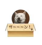 白柴…。（個別スタンプ：29）