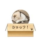 白柴…。（個別スタンプ：31）