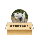 白柴…。（個別スタンプ：32）