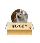 白柴…。（個別スタンプ：33）