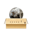 白柴…。（個別スタンプ：34）