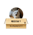 白柴…。（個別スタンプ：35）