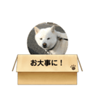 白柴…。（個別スタンプ：36）