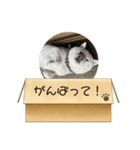 白柴…。（個別スタンプ：37）