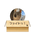白柴…。（個別スタンプ：38）