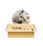 白柴…。（個別スタンプ：39）